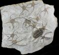 Wide Selenopeltis Trilobite & Brittle Star Mortality Plate #27489-4